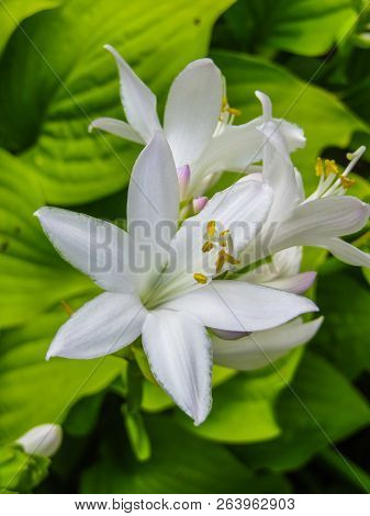 Hosta Plantaginea. White Lily. Very Expressive Smell. White Or Gray Flowers Among A Huge Bush Of Lim