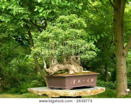 盆景