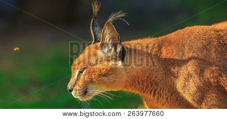 Closeup Of Adult Caracal, African Lynx Walking Outdoor In Blurred Background. Desert Cat In Green Gr