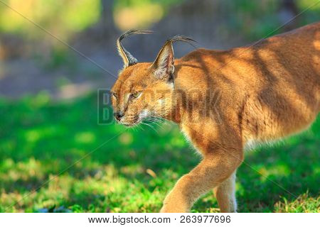 Closeup Of Caracal, African Lynx. Desert Cat Walking In Green Grass Vegetation. Wild Cat In Nature, 