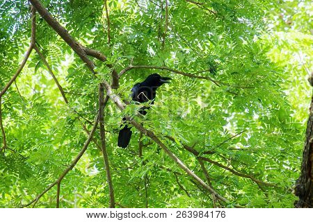 Crow Bird (corvus Macrorhynchos) Standing On The Branches Of The Big Rain Tree (samanea Saman) Looki