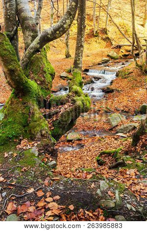 Forest In Autumn. Beautiful Sunny Weather. Mossy Tree In Front Of A Shypot Brook In The Distance