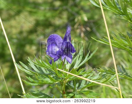 Monkshood Flower With Blue Blossom In The Mountains