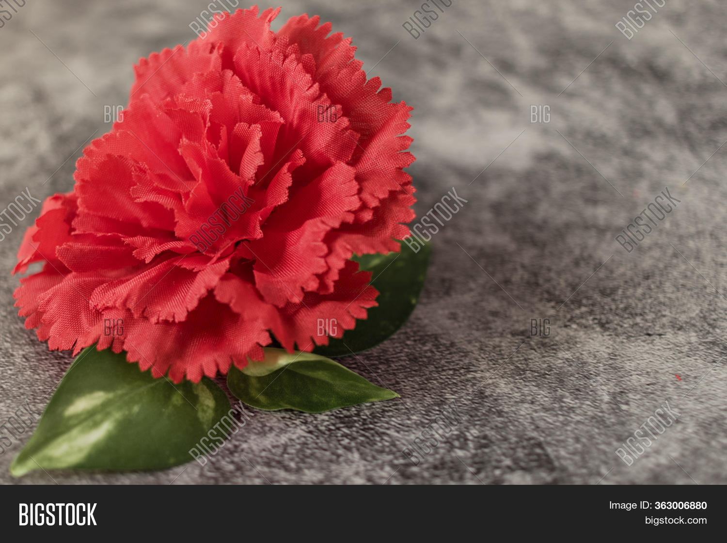 Red Carnation Symbol Image & Photo (Free Trial) Bigstock