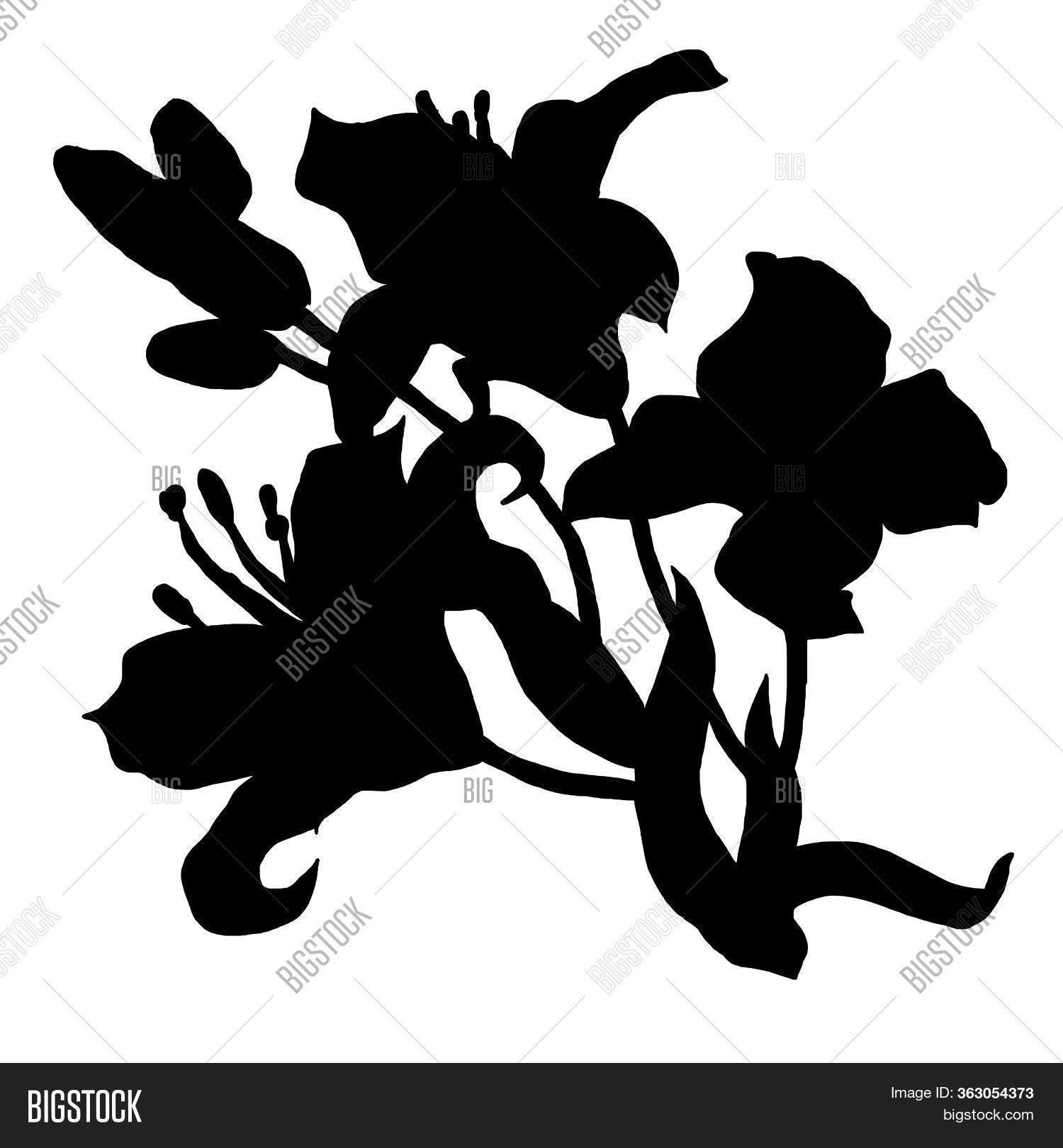 Black Silhouette Lily Image & Photo (Free Trial) Bigstock
