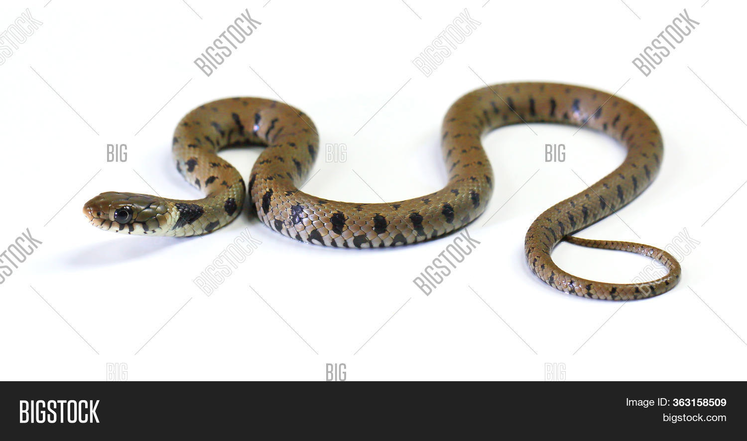 Snake Crawling Image & Photo (Free Trial) Bigstock