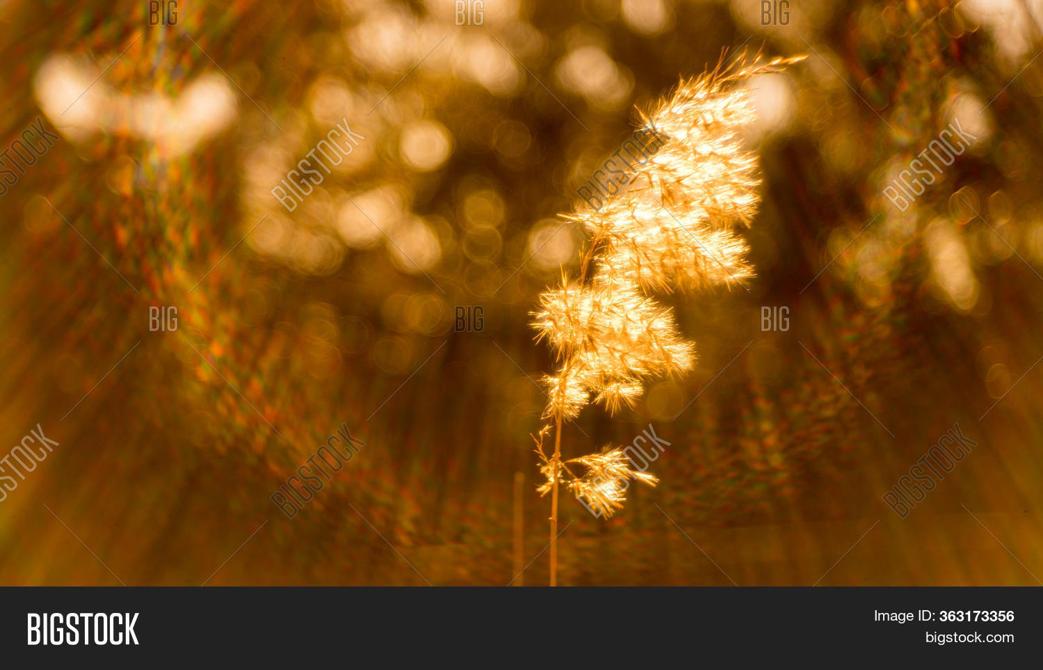 Golden Reed Grass Image & Photo (Free Trial) | Bigstock