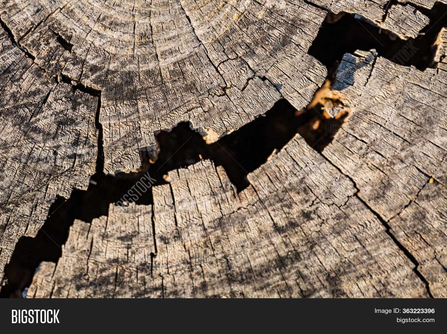 Close Texture Tree Image & Photo (Free Trial) | Bigstock