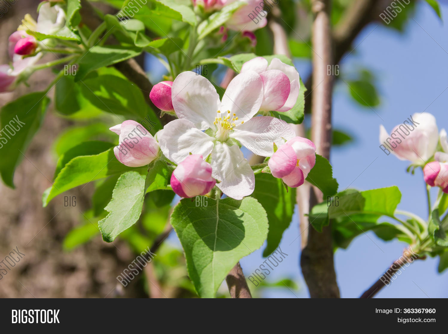 Flower Apple Tree On Image & Photo (Free Trial) Bigstock