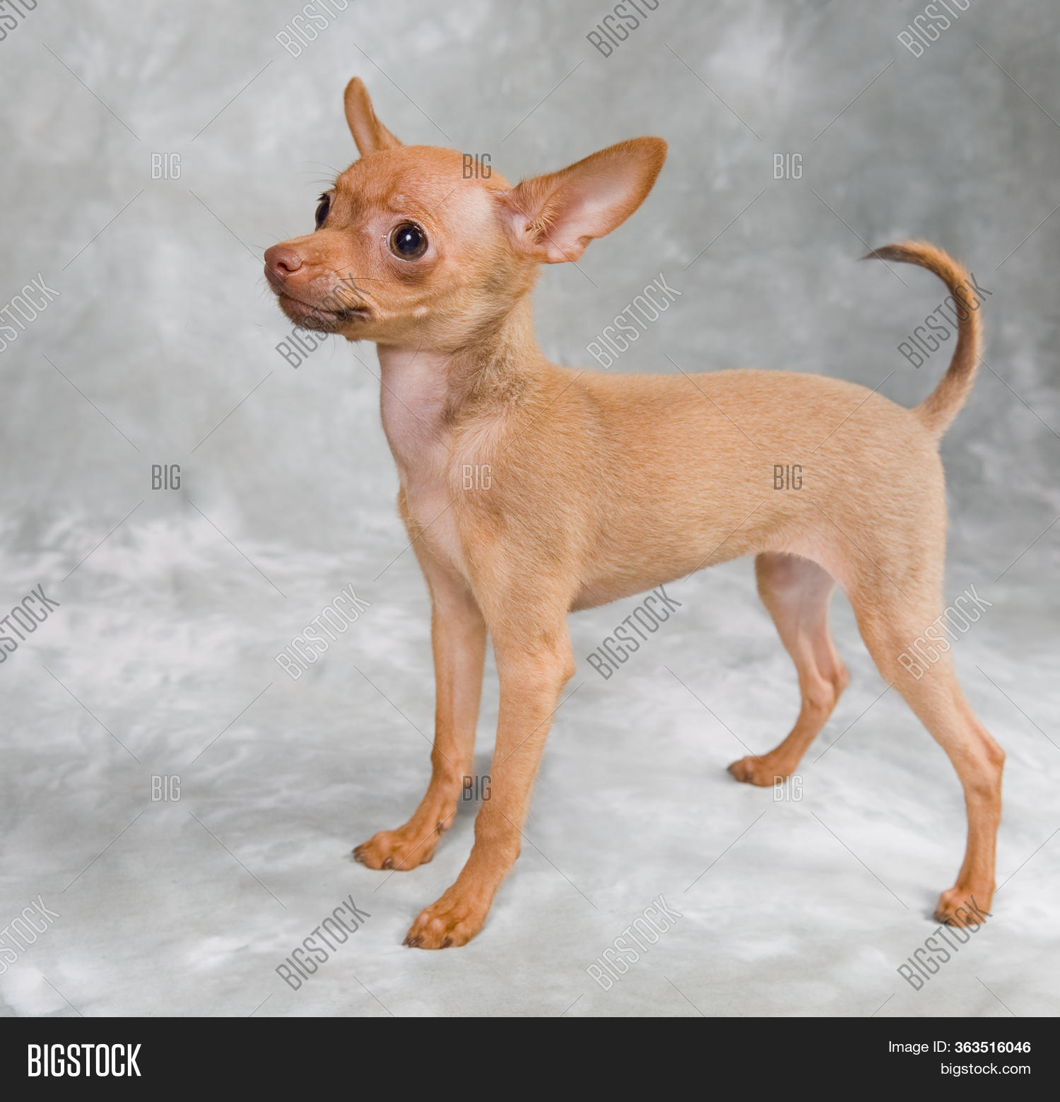 Russian Toy Terrier Image & Photo (Free Trial) Bigstock