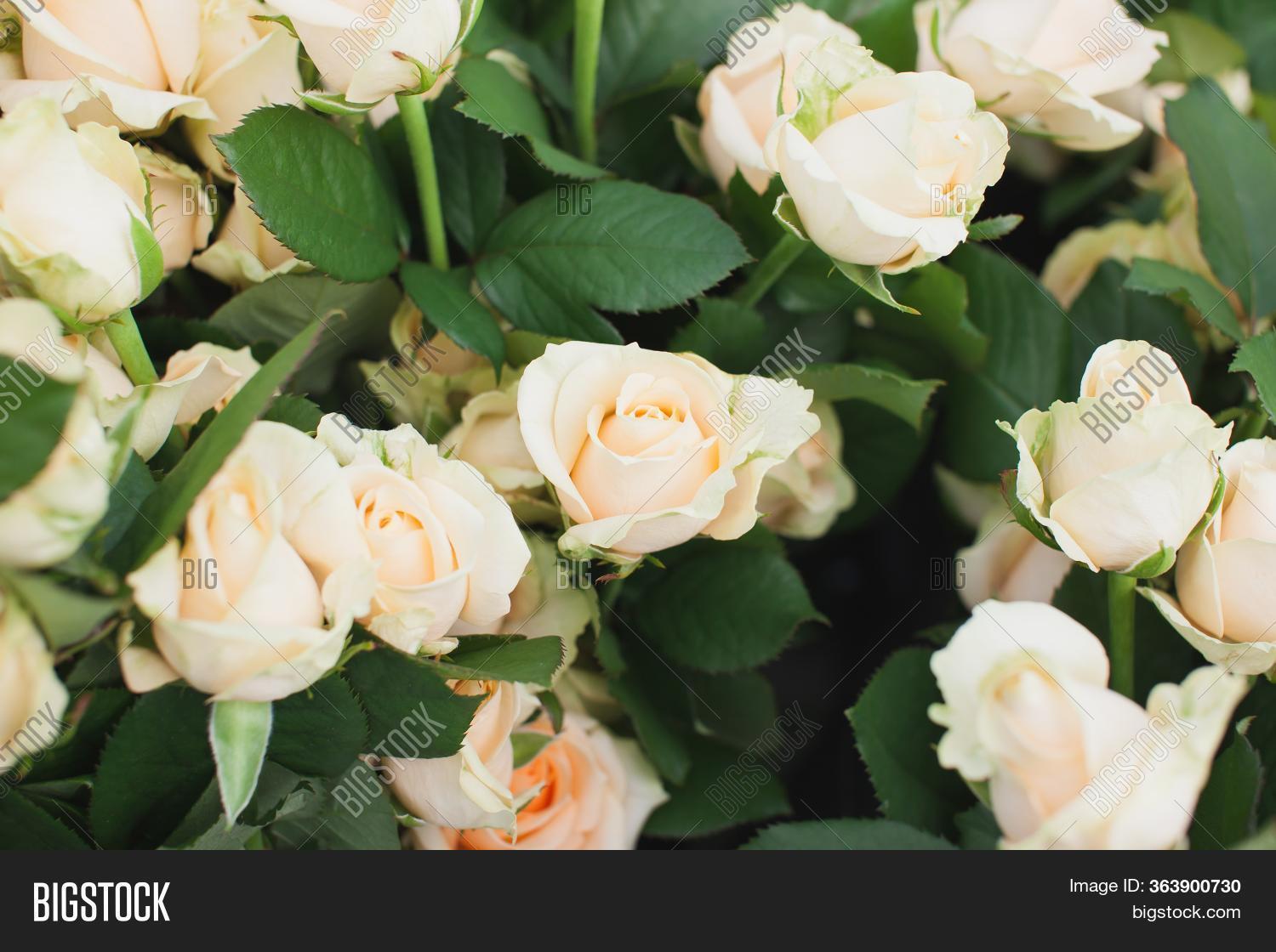 Peach Avalanche Rose Image & Photo (Free Trial) | Bigstock