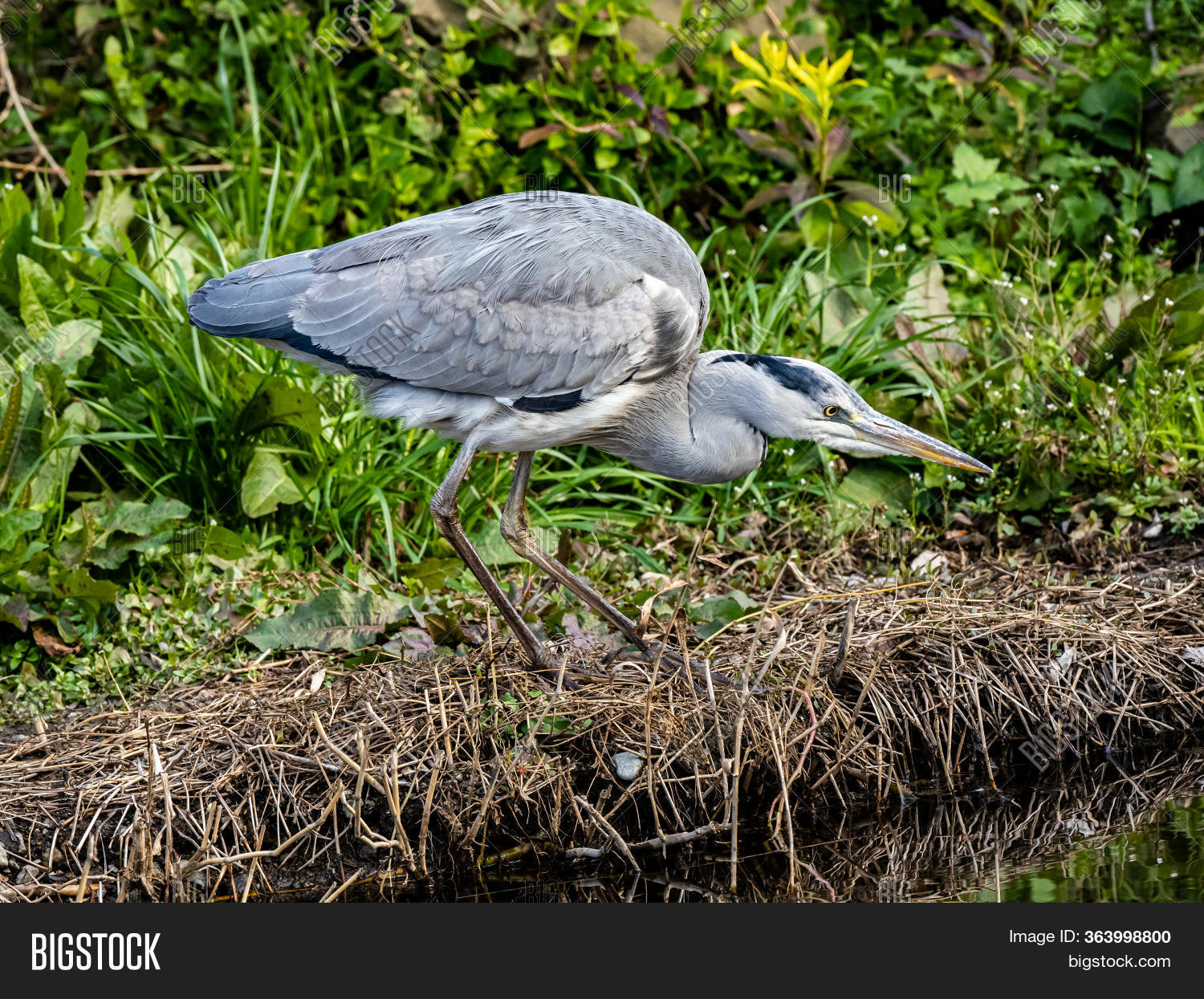 Japanese Grey Heron, Image & Photo (Free Trial) Bigstock