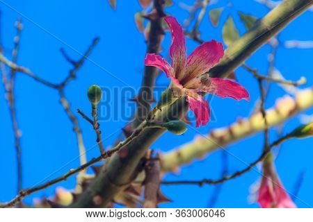 Pink Flower Of The Silk Floss Tree (ceiba Speciosa, Formerly Chorisia Speciosa)