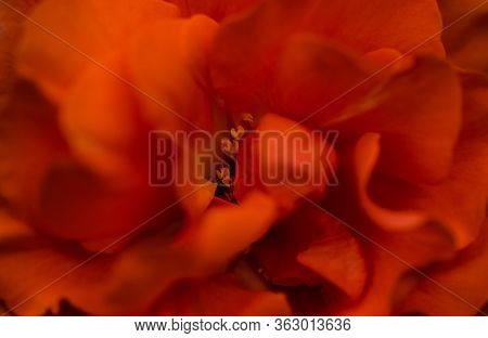 Blooming Rose Bush