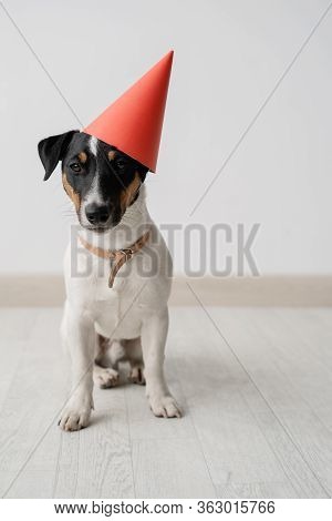 Dogs Birthday, Dog Jack Russell Terrier Sitting On A White Background. The Cap Is Dressed On The Hea