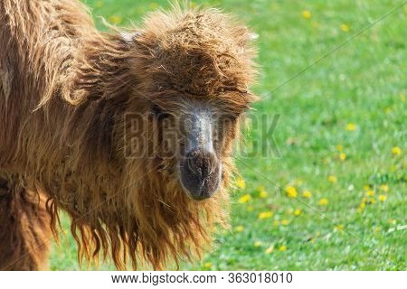 Portrait Of Wild Bactarian Camdel, Camelus Ferus