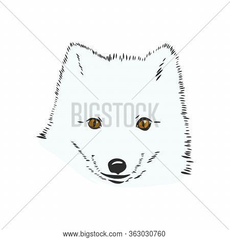 Vector Illustrated Portrait Of Arctic Fox. Cute White Fluffy Face Of Polar Fox On Blue Background. A