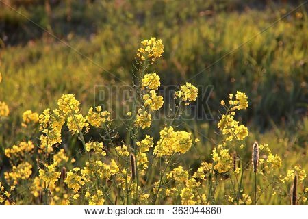 Rising Sun In The Morning Shines On The Rapeseed Along The Dike Of The Hollandsche Ijssel At Park Hi