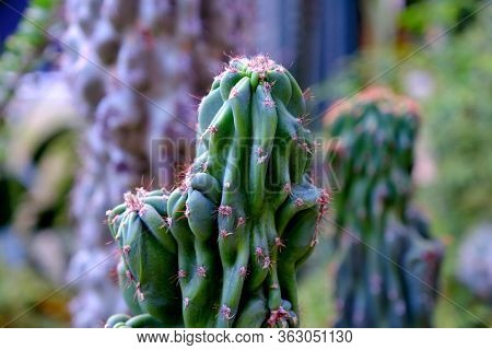 Cacti Growing On Hollywood Boulevard
Background For Web Design.