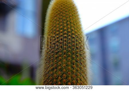 Cacti Growing On Hollywood Boulevard
Background For Web Design.