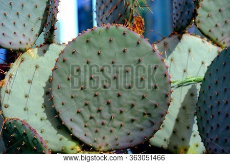 Cacti Growing On Hollywood Boulevard
Background For Web Design.