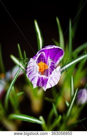 First Spring Flower Purple Crocus On A Black Background