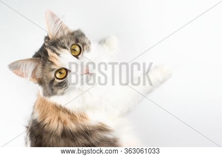 White, Ginger, Brown Cat Lying On Table And Looking Up. Cute Domestic Kitten With Brown Eyes On Whit