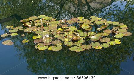 Waterlily