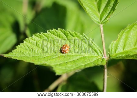 The Ladybirds Are Hemispherical, Airworthy Beetles With Different Colors And Dots On The Wings.