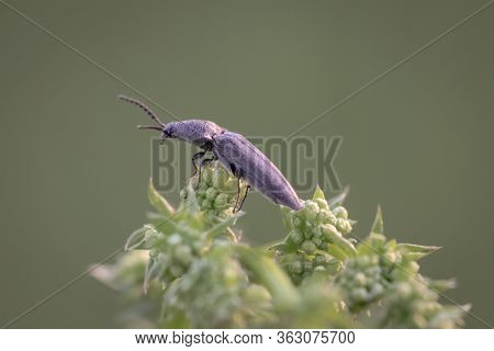 A Beetle On A Plant. Beetles Are Insects.