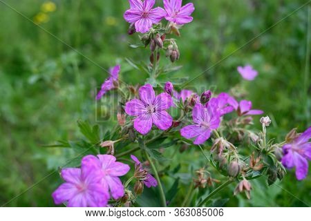 Purple Wildflowers In A Summer Alpine Meadow