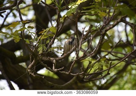The Little Sparrow Is In The Canopy Of A Walnut Tree