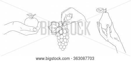 Set Of Illustrations Of The Hands Gently Holding Fresh Fruits Like Grape Vine Apple And Pear, Simple