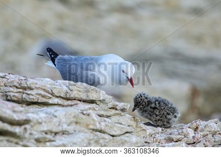 Red-billed Gull With Small Chick, Kaikoura Peninsula, South Island, New Zealand. This Bird Is Native