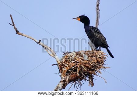Double-crested Cormorant (phalacrocorax Auritus) Standing On A Nest, Colorado