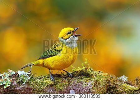 Silver-throated Tanager (tangara Icterocephala) Sitting On A Branch, Costa Rica