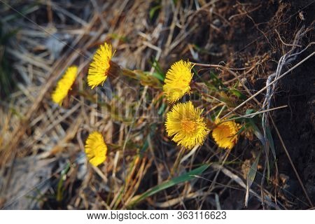 Blooming In Early Spring Bush Coltsfoot. Beautiful Yellow Coltsfoot Flower. Tussilago Farfara.