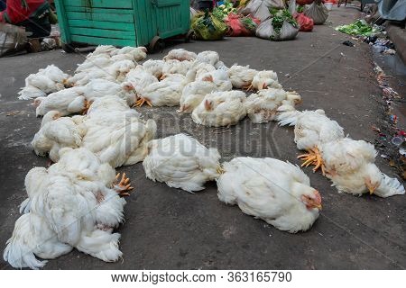 Chickens For Sale At Roadside, Territy Bazar, Kolkata, West Bengal, India.