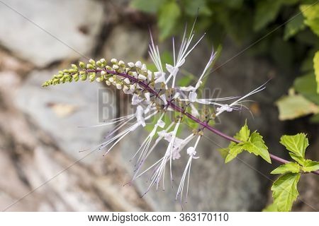 Flowers And Nature In Malaysia. Small White Violet Flowers. Kuala Lumpur, Malaysia.
