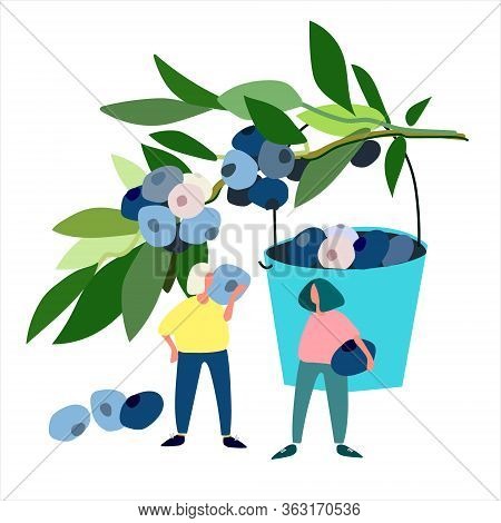 Women Picking Blueberries Vector Illustration. Harvesting Concept. Agritourism Concept. Pick-your-ow