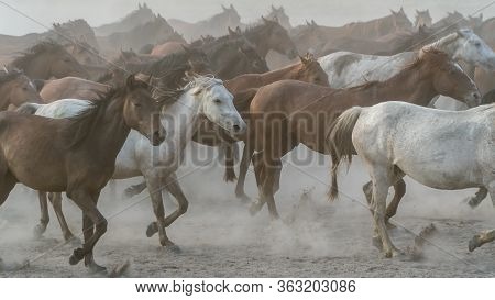 Kayseri, Turkey - November 2019: Horses Running And Kicking Up Dust. Yilki Horses In Kayseri Turkey 
