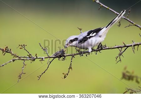 Fierce Great Grey Shrike Sitting On A Twig With Mouse Impaled On Thorn In Summer