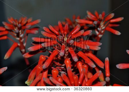 Aloe Striata blomst
