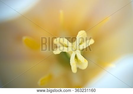 Abstract Floral Background Macro Delicate. Soft Selective Focus. Blurred Beautiful Petal. Beautiful 