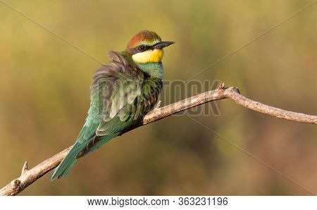Young Bee-eater Ruffled Feathers And Bask In The Morning Sun