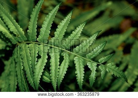 Close Up Green Fren For Nature Background