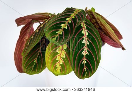 Close-up On The Decorative, Colorful Leaves Of A Prayer Plant (maranta Leuconeura Var. Erythroneura)