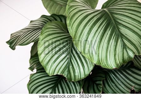 Close-up On The Patterned Foliage Of Calathea Orbifolia Houseplant On White Background. Faded Exotic