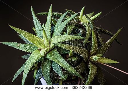 Low Key Close-up On Haworthia Attenuata Succulent Houseplant Forming Attractive Rosettes. Striking S