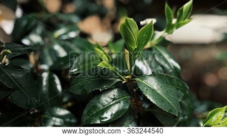 Green Leaves On The Dark Background Agre Rain